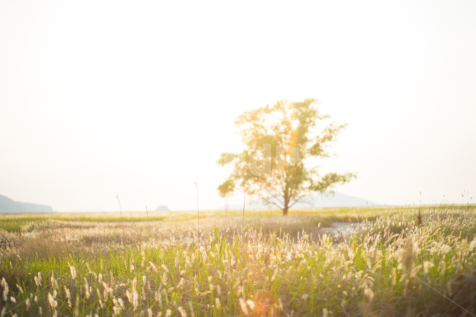 우음도,나무,억새,편안한느낌,flamegrass,자연,풍경,nature,landscape,식물,plants,나무,trees,wood,field,들,outdoors,옥외,grassland,목초지