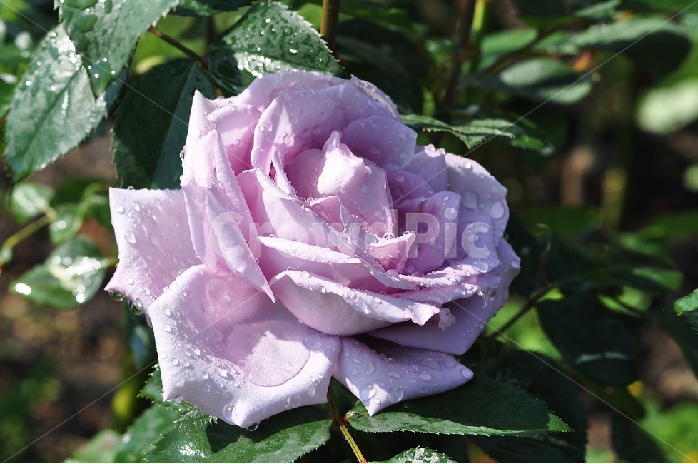 장미,꽃,꽃사진,rose,flower,정열,식물,자연,plants,nature,꽃,flower