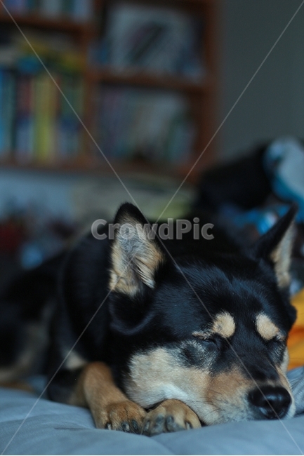 강아지,블랙탄,네눈박이,멍멍이,낮잠,동물,animal,포유류,mammal,개,강아지,dog,doggy