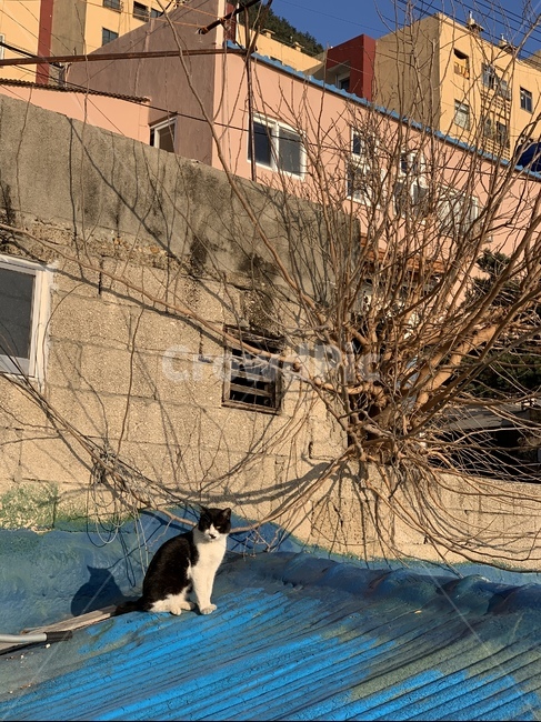고양이,감성,파란지붕,부산,지붕,동물,animal,포유류,mammal,고양이,cat,kitten,kitty