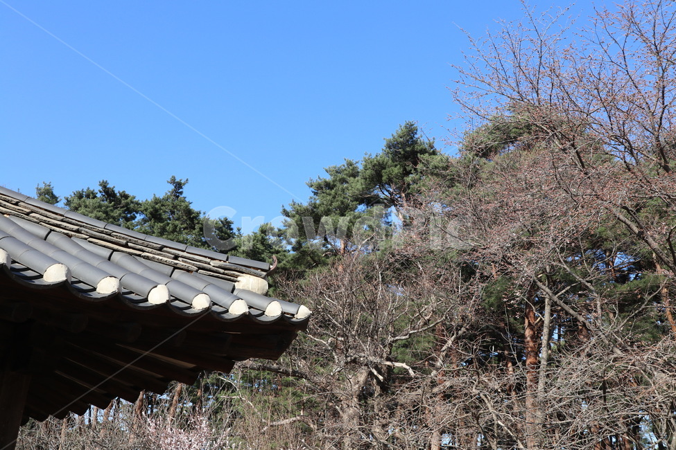 오죽헌,강릉,한옥,기와,풍경,지붕,기와집,하늘,한국전통,한국문화,한국랜드마크,한국관광지,한국명소,koreantraditional,koreanculture,landmark,roof