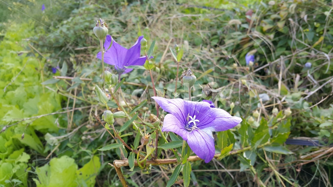 도라지,도라지꽃,꽃,보라색꽃,심심산천