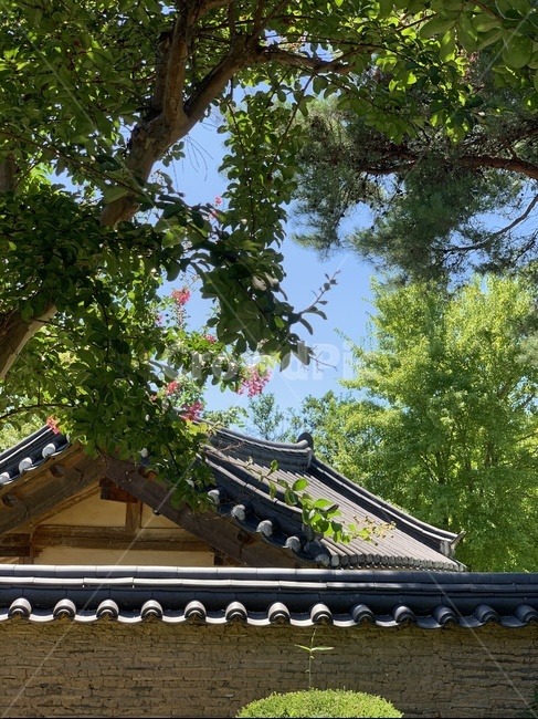 한옥,나무,자연,여름,기와