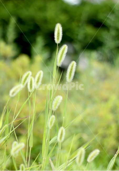 강아지풀,개꼬리풀,갯강아지풀,들풀,들꽃,자연,공원,초록,green,setariaviridis,녹색,나뭇잎,nature,naturally