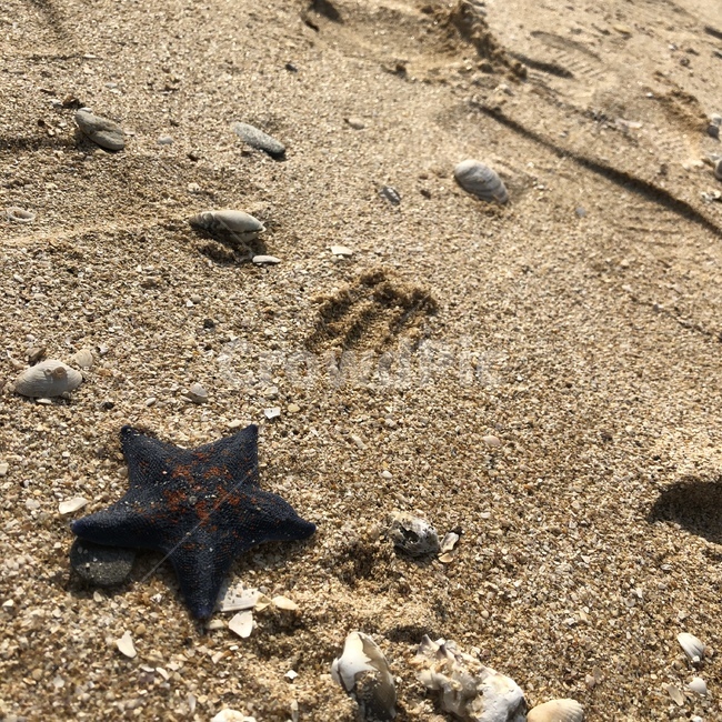 바다,모래,불가사리,해변,beach,starfish