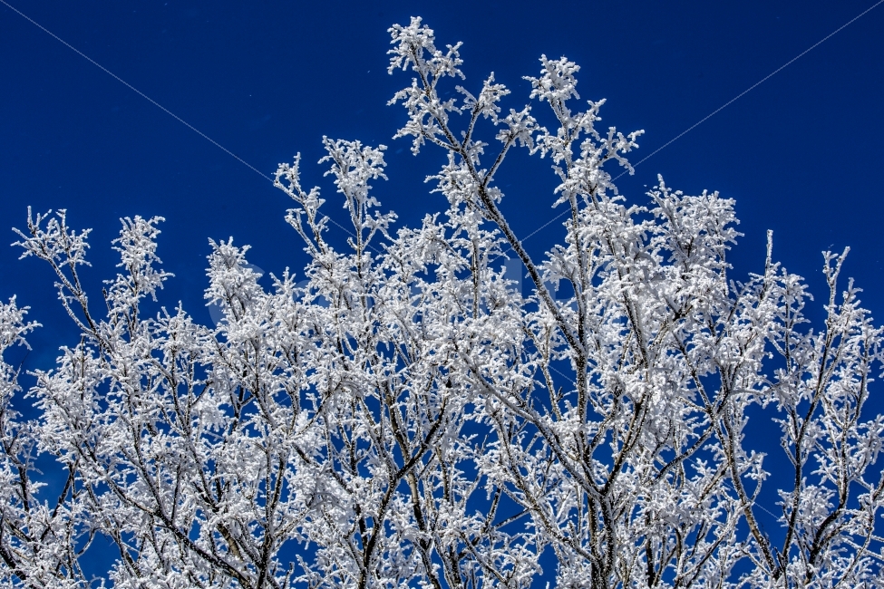 Snow Flower,Hallasan Mountain 1100 Hill,jeju island,winter,Mt Hanlla,branch