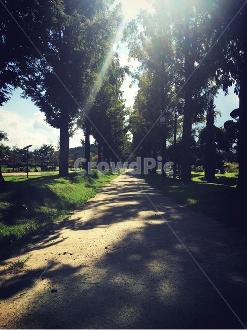 메타세콰이어길,길,자연,풍경,나무,자연,풍경,nature,landscape,asphalt,아스팔트,flare,플레어,light,빛,tree,plant,식물