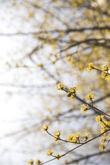 산수유,산수유나무,꽃,봄,꿀벌,노랑,노랑꽃,봄,계절,spring,season,식물,자연,plants,nature,꽃,flower,감성,sensible,feeling,plant