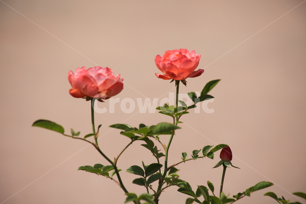 장미,꽃,장미꽃,덩굴식물,rose