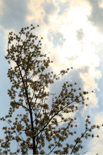 하늘,나무,꽃,봄,실루엣,봄,계절,spring,season,식물,자연,plants,nature,나무,trees,wood,tree,plant
