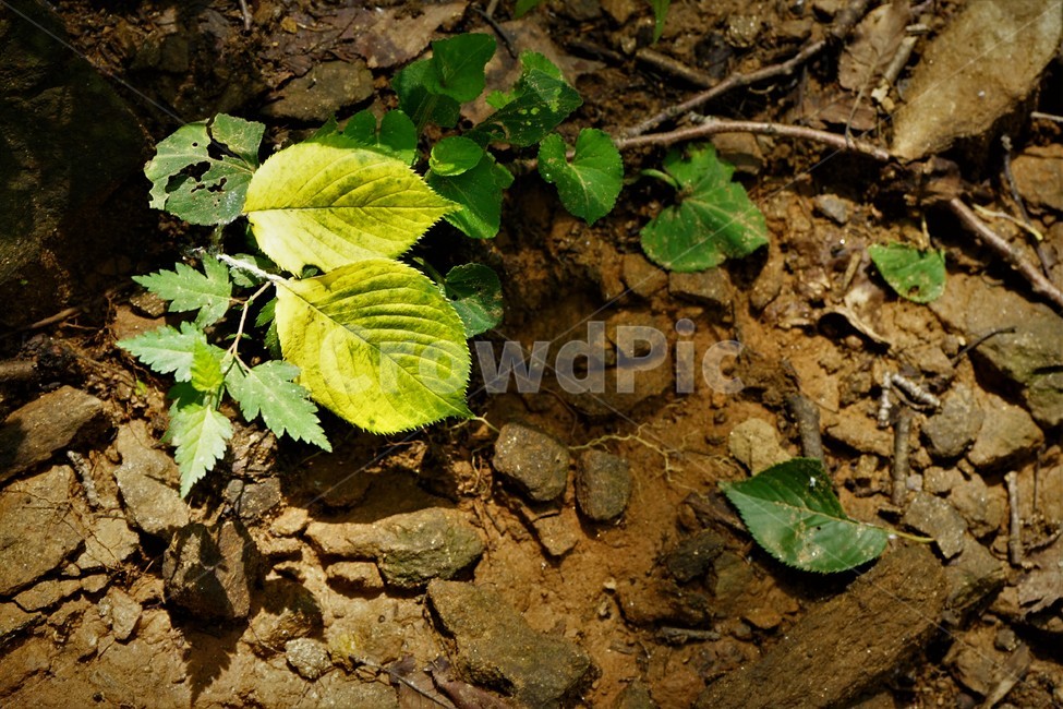 나무,초록,그늘,숲,신록,woods,green,shadow,forest,햇빛,light,leaf,식물,자연,plants,nature