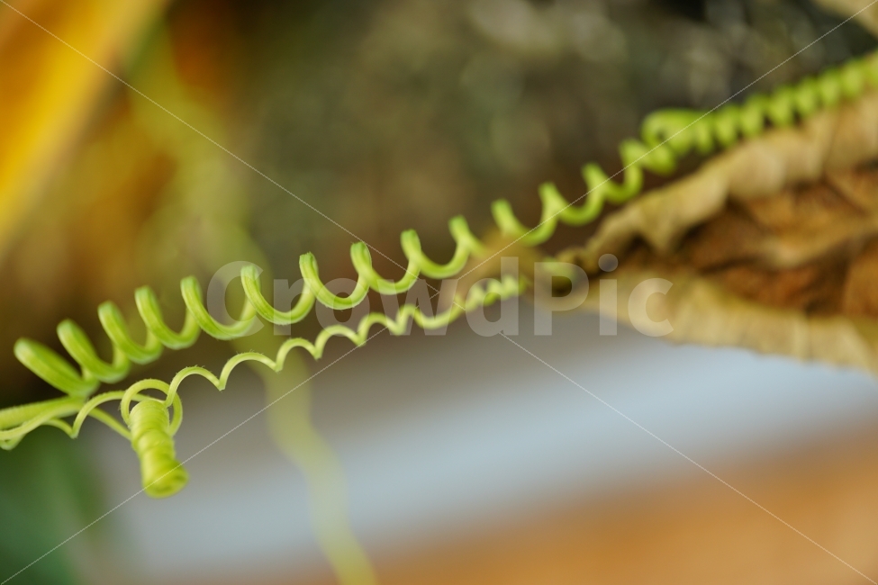 식물,plant,plants,vegetable,flora,자연,nature,꼬불꼬불,줄기,식물줄기,덩굴,덩굴식물,스냅,스넵,스냅사진,스넵사진,감성,감성사진,힐링,힐링사진,snap,snapshot,신비,신비한,신비하다,신기,신기한,신기하다,이파리,여름,계절,summer,season,라인,line,선,꼬이다,꼬인,얽힌,얽히다,신선한,신선하다,상큼,상큼한,상큼하다,싱그러운,싱그럽다,싱그러움,한국의자연,한국자연,korea,초가을,늦여름,autumn,fall,9월,September,식물,자연,plants,nature