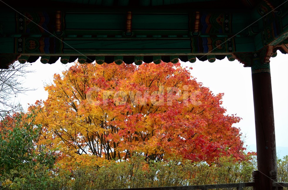 단풍,정자,가을,한국정서,만추,한국풍경,가을,계절,fall,autumn,season,한국전통,한국문화,korean traditional,korean culture,건축물,건물외관,exterior,building,structure,architecture,construction,tree,나무,plant,식물,maple