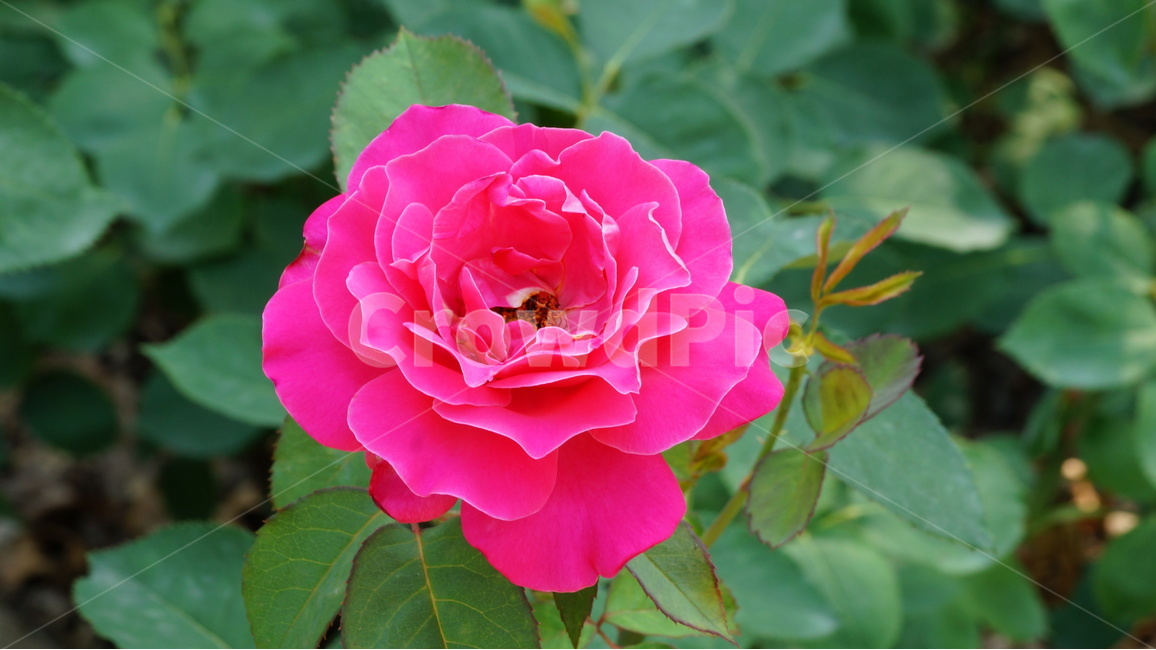 장미,꽃,꽃사진,식물,자연,장미축제,식물,자연,plants,nature,꽃,flower