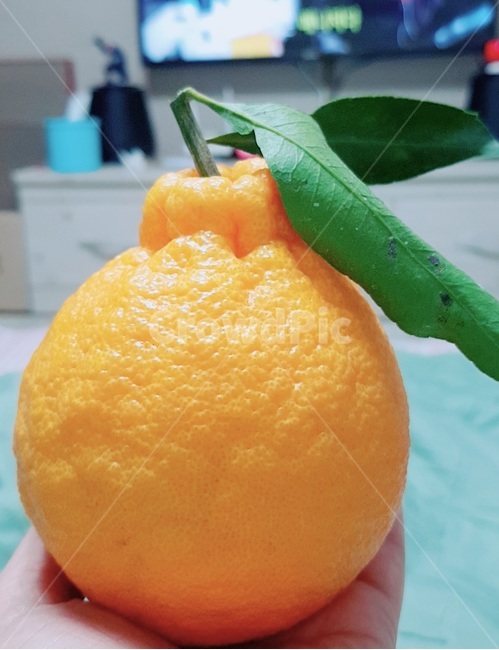과일,한라봉,디저트,후식,제주도,노란과일,감귤,과실,상큼한,라봉이,열대과일,상큼,오렌지색,색감