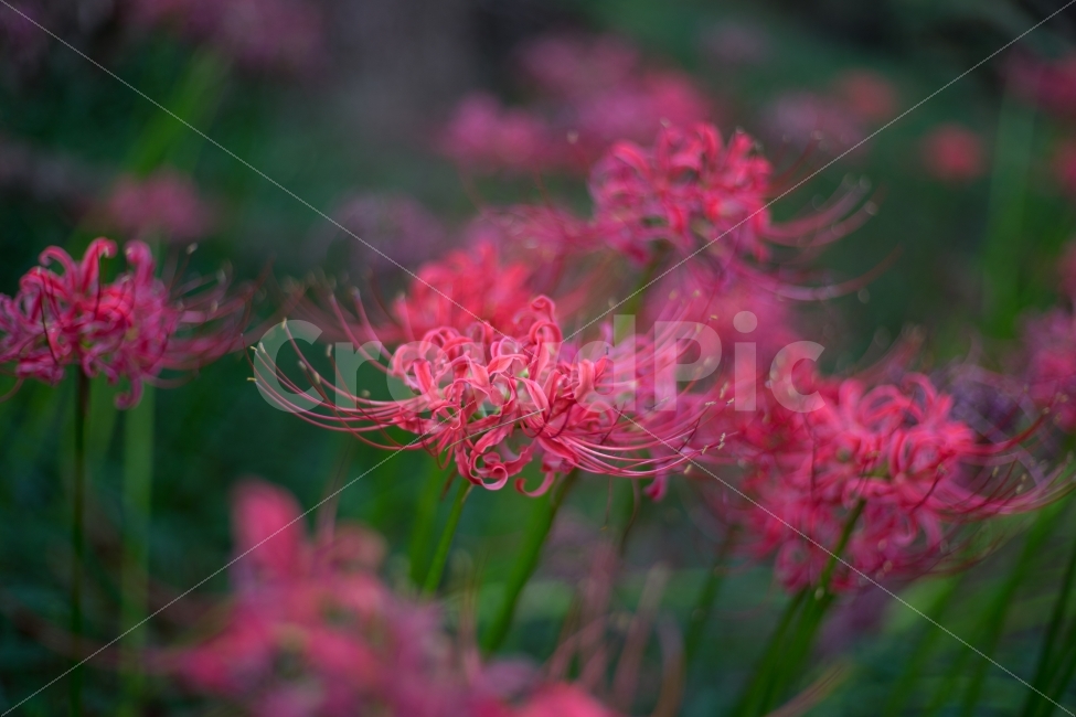 꽃,꽃무릇,상사화,자연,식물,가을,식물,자연,plants,nature,꽃,flower