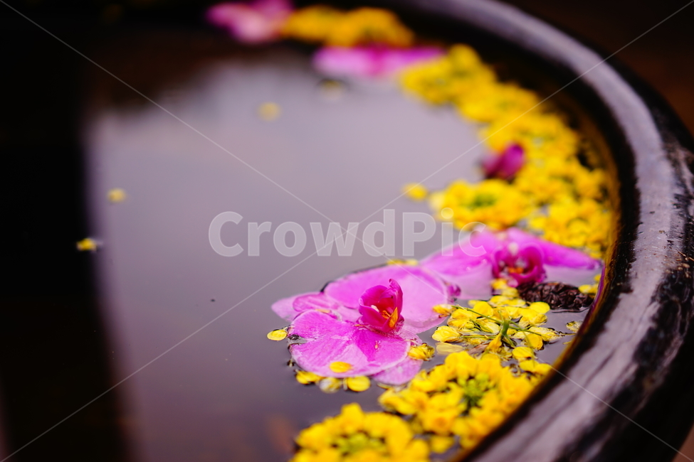 꽃,진달래,유채꽃,항아리,flower,제주,제주도