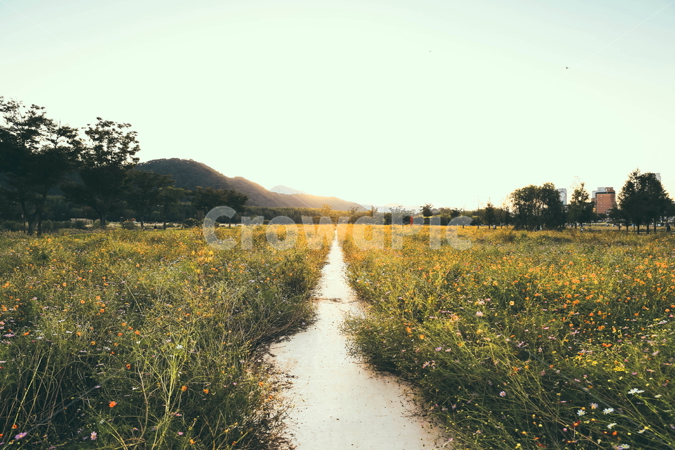 울산,태화강,코스모스,가을,강변,가을,계절,fall,autumn,season,자연,풍경,nature,landscape,field,들,grassland,목초지,outdoors,옥외
