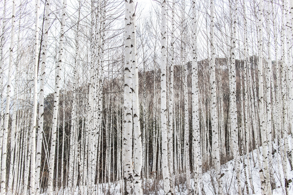 자연,자작나무,겨울,눈,숲,겨울,계절,winter,season,자연,풍경,nature,landscape,한국자연풍경,한국자연경관,korea nature landscape,나무,trees,wood,plant,식물,tree