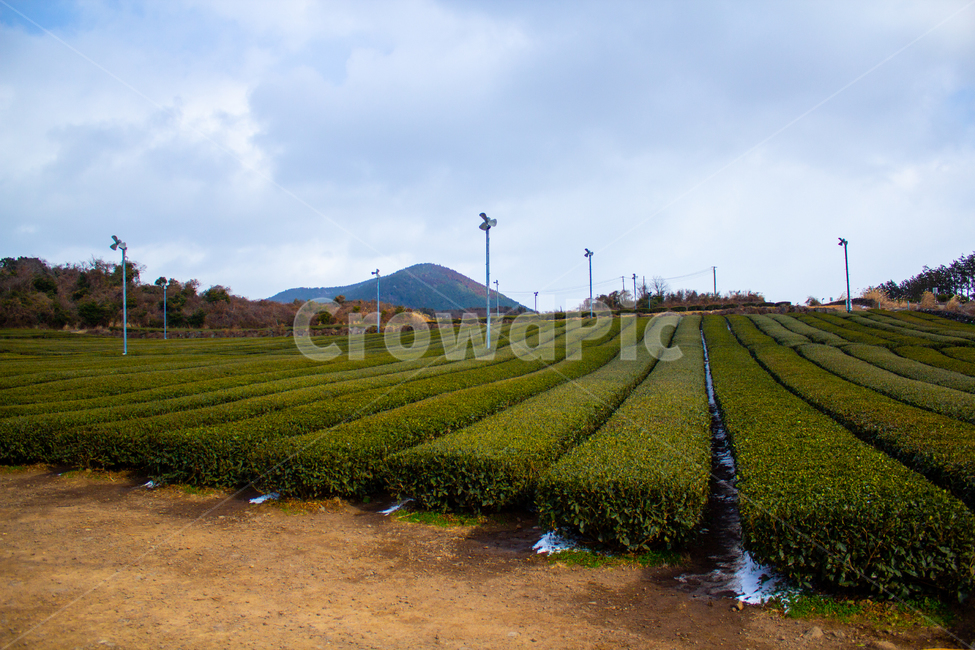 제주도,녹차,녹차밭,초록,하늘