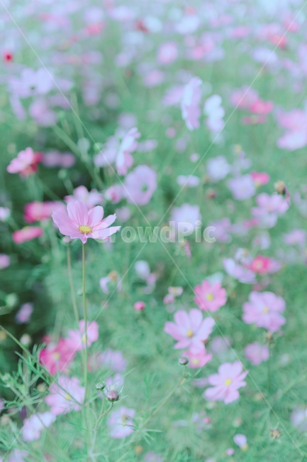 코스모스,plant,식물,꽃,flower