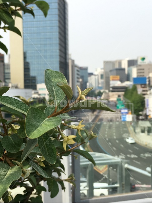 보리수,보리수나무,숭례문,서울,빌딩,sungryemun,seoul,building
