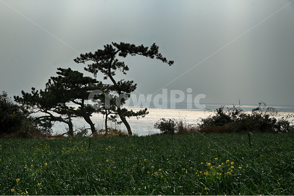 제주도,서귀포,박수기정,해안가,바다,풍경,옥외,자연,outdoors,nature
