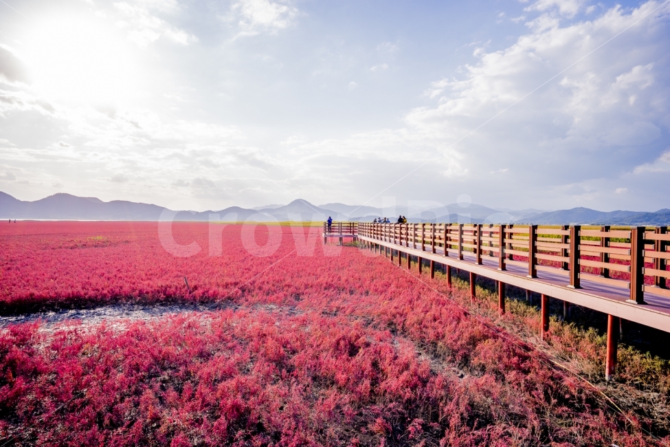 풍경사진,순천여행,순천만,칠면초,붉은색,소니,파란하늘,sony,여행사진,travle,suncheonman,landscape,자연,풍경,nature,landscape,색깔,색상,색채,색감,color sense,color sensitivity,feeling of color