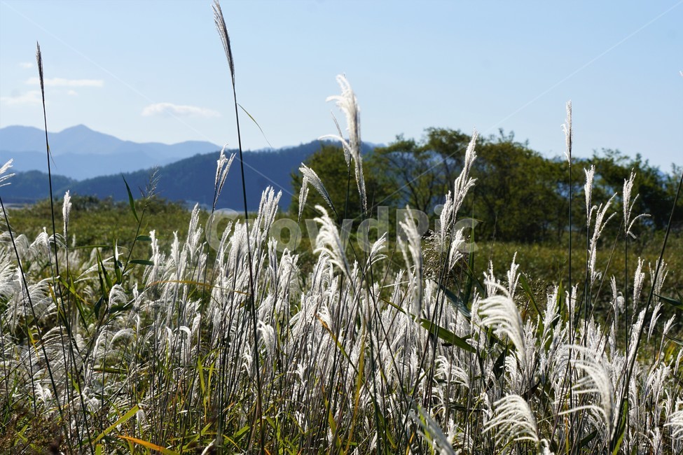 가을,억새,자연,식물,nature,fall,autumn,풍경,sky,산,하늘,가을,계절,fall,autumn,season,plant,grass,잔디,lawn,reed,갈대