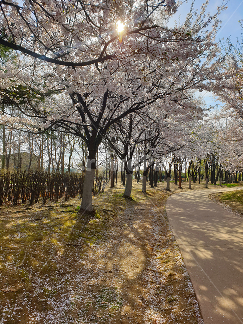 산책로,햇빛,공원,벚나무,벚꽃,나무,풀,plant,식물,봄,계절,spring,season,자연,풍경,nature,landscape