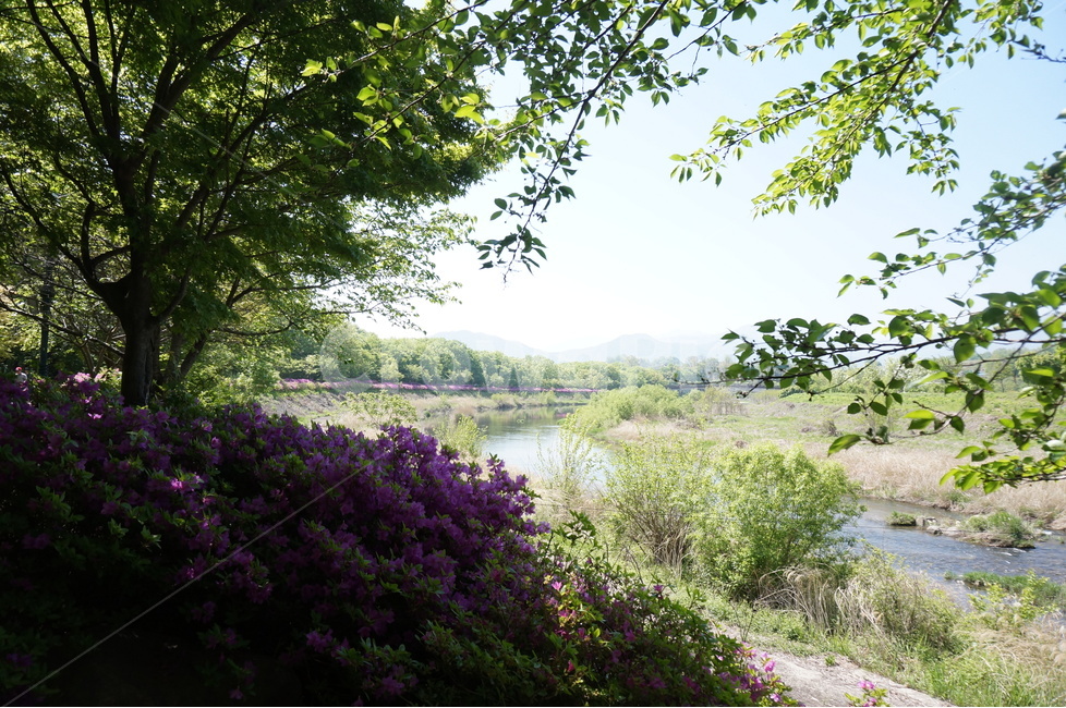 봄,상림공원,나무,초록,하늘,시원시원,상쾌,산책,봄,계절,spring,season,자연,풍경,nature,landscape,plant,식물,outdoors,옥외