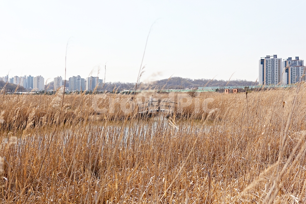 소래습지생태공원,억새,갈대,식물,공원,자연,풍경,생태공원