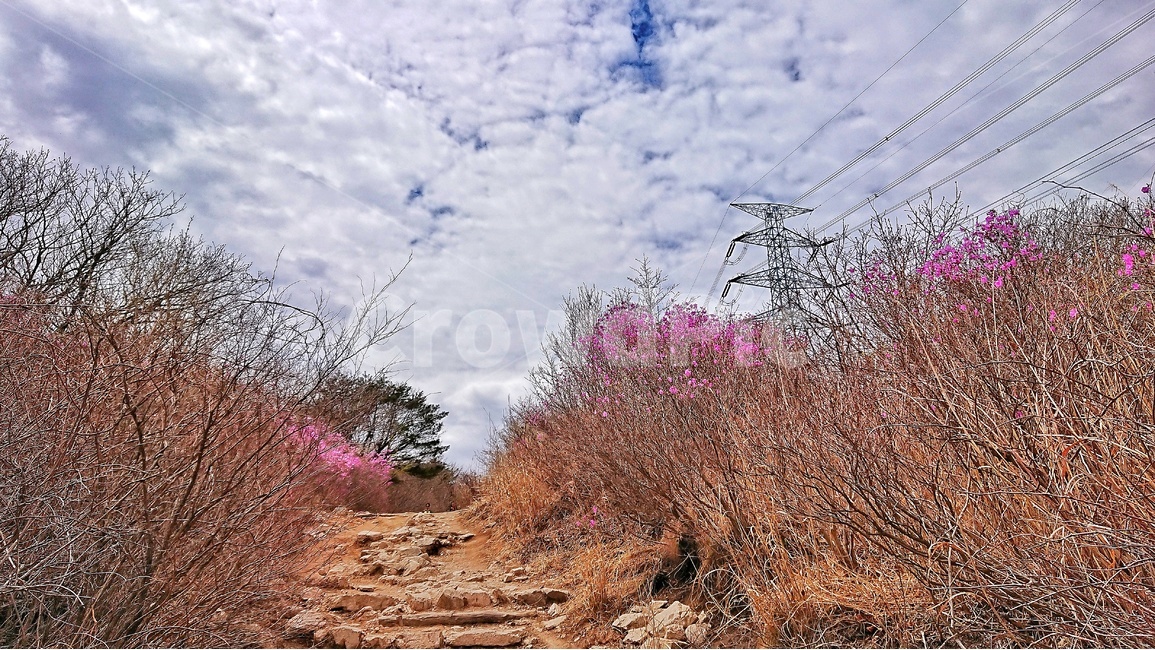 봄,산행,철쭉,연산홍,봄꽃,자연,풍경,경치,힐링,안구정화,봄,계절,spring,season,자연,풍경,nature,landscape,한국자연풍경,한국자연경관,korea nature landscape,ground,바닥,plant,식물
