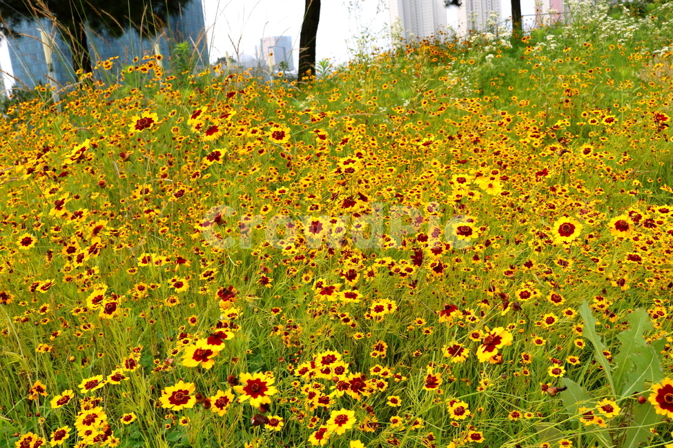 꽃,기생초,기생초꽃,식물,야생화,잡초,춘차국,각시꽃,애기금계국,자연,노란색꽃,식물,자연,plants,nature,꽃,flower