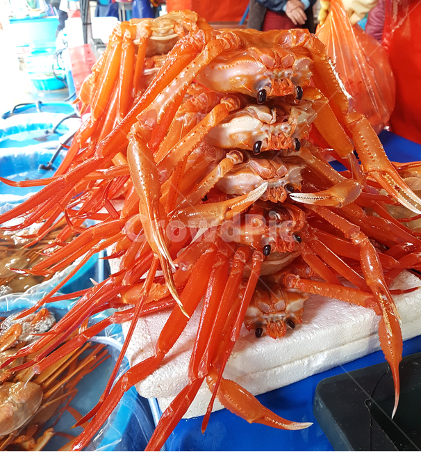 주문진어시장,어시장,게,갑각류,crab,fishmarket,시장,마트,마켓,market,mart,market place,음식,식재료,요리,food,cook,meal,dishes,food reserves,수산물,해산물,fishery products,seafood