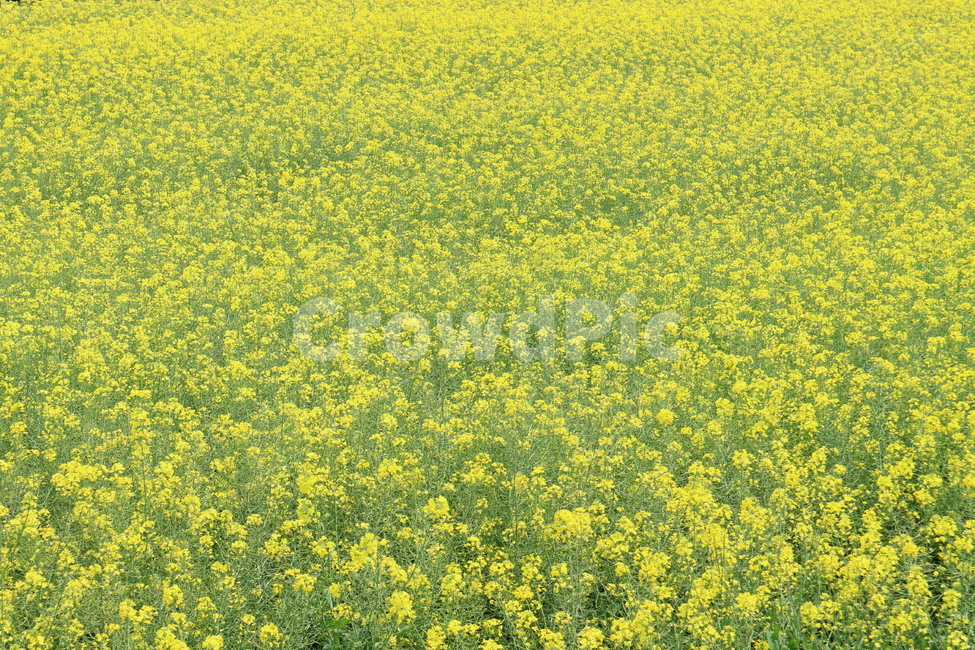 field,들,grassland,목초지,outdoors,유채꽃,노랑,아름다움,향기,봄,계절,spring,season