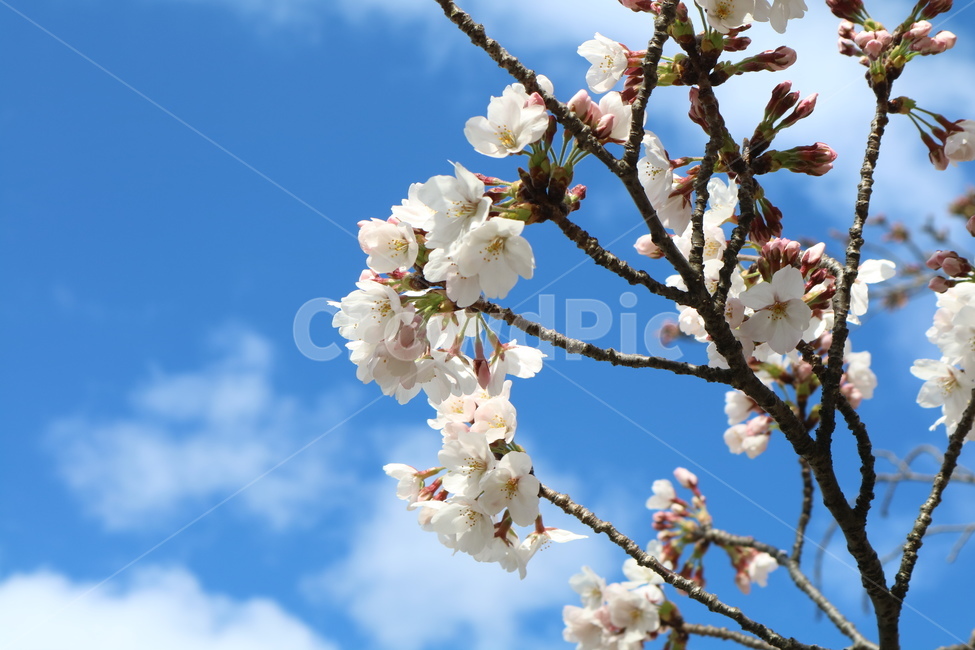 벚꽃,봄,하늘,sakura,sky,계절,파란,하얀,spring,flower,꽃,벚꽃나무