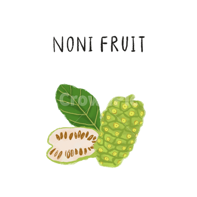 노니,열매,과일,noni,fruit,nonifruit,과일,열매,fruit,그래픽,일러스트레이션,graphic,illustration