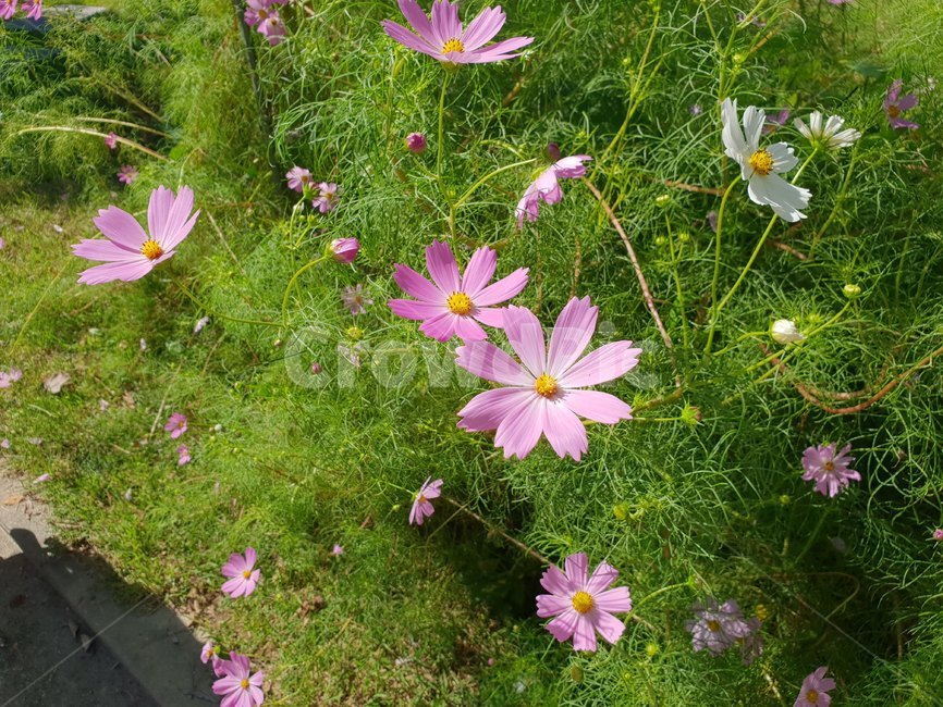 꽃,flower,코스모스,가을풍경,plant,식물