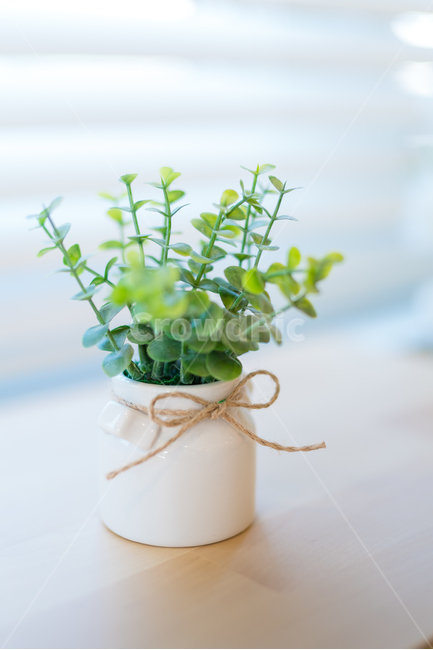 실내화초,식물,화분,녹색,장식품,화초,식물,자연,plants,nature,실내용화초,화분,화초,house plant