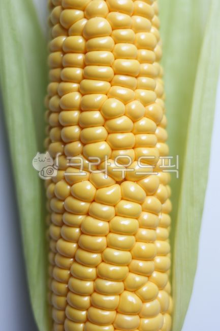 corn,Chodang Corn,yellow,vegetable,food,corner,summer vegetables,plant,ingredients,9yearold crop,per second