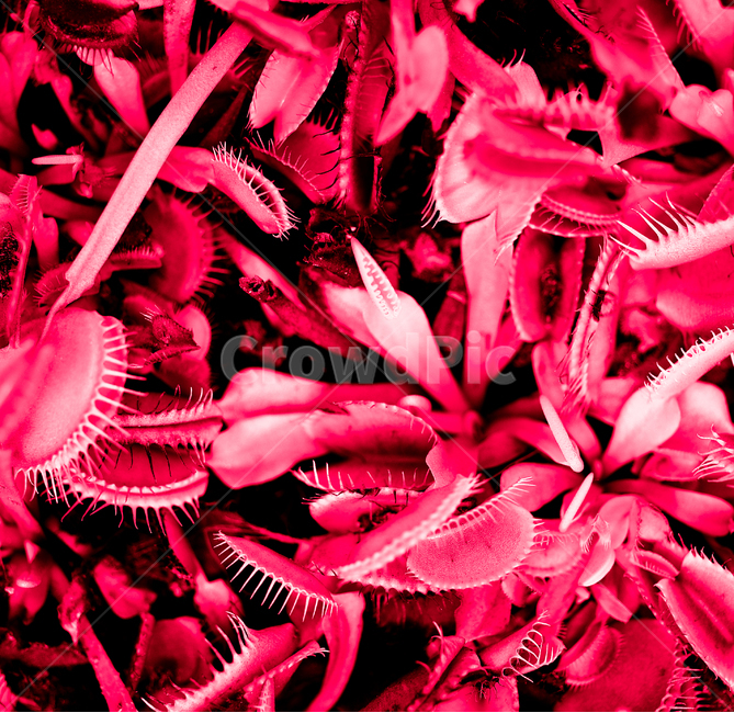 파리지옥,식충식물,식물,지옥,레드,식물,자연,plants,nature,색깔,색상,색채,색감,color sense,color sensitivity,feeling of color