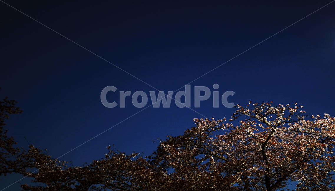파랑,밤,야간,꽃,조명,봄,계절,spring,season,야경,밤,풍경,nightscape,night,landscape