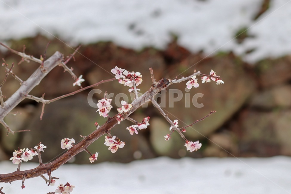 벚꽃,매화,봄꽃,눈맞은꽃,목련,겨울,계절,winter,season,식물,자연,plants,nature,꽃,flower