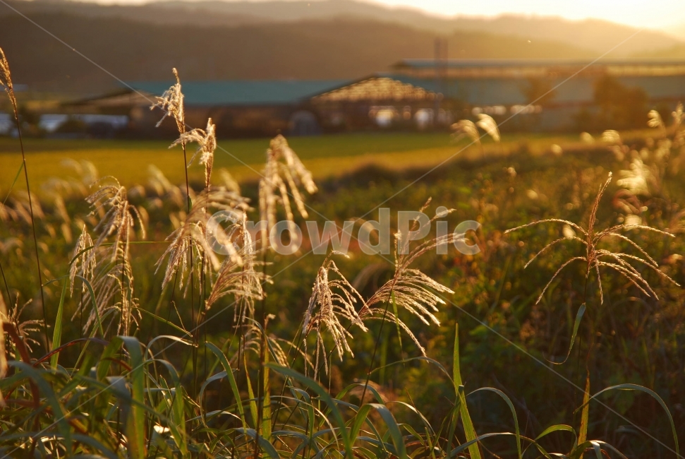 역광,금빛,노을,가을,석양,식물,자연,plants,nature,휴식,힐링,rest,relaxation,healing