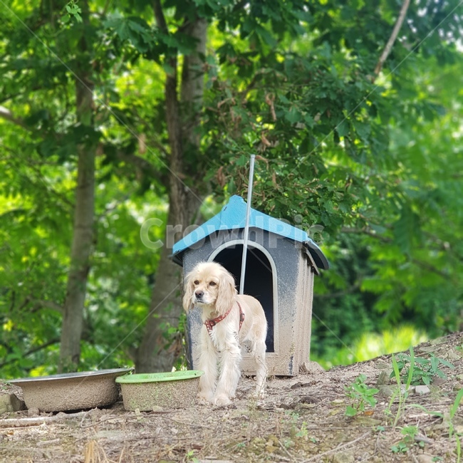 강아지,시골,강아지집,개,dog,자연풍경,자연,시골개