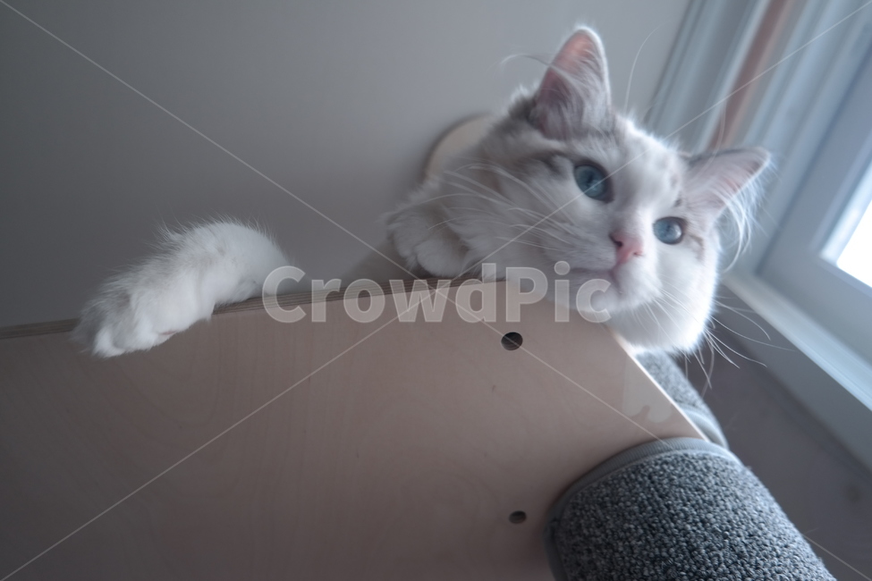 동물,고양이,아련,cat,캣폴,동물,animal,포유류,mammal,고양이,cat,kitten,kitty