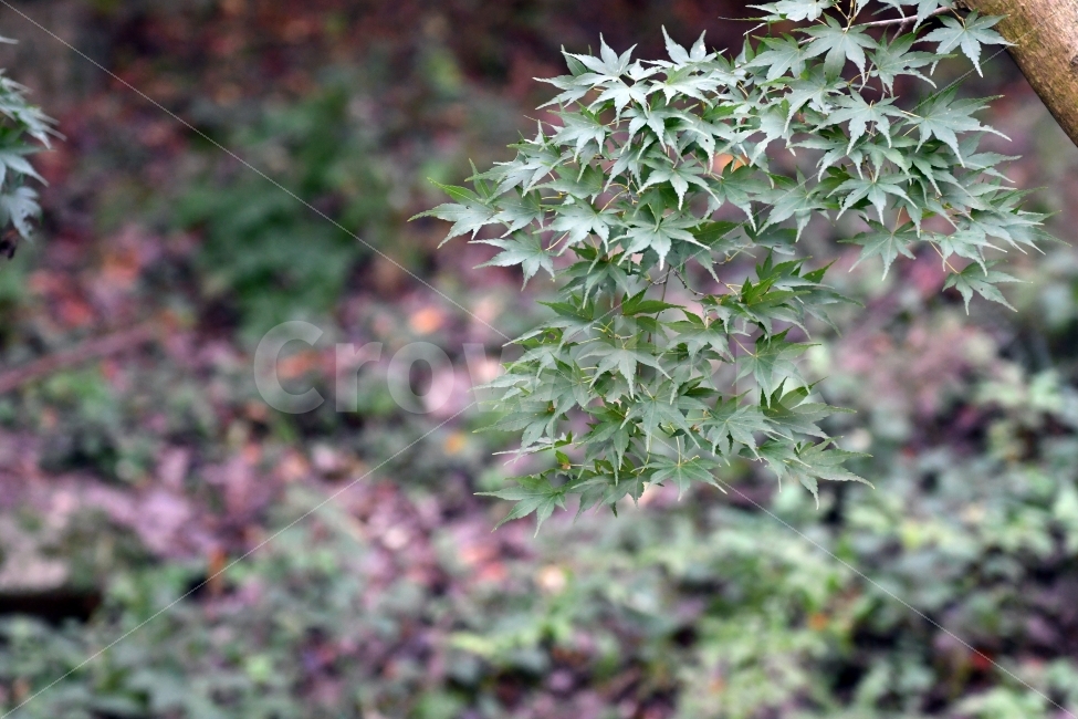 단풍,가을,초록,가을단풍,파란,잎,식물,자연,plants,nature