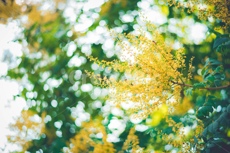 식물,꽃,나무,여름꽃,초록색,식물,자연,plants,nature,꽃,flower