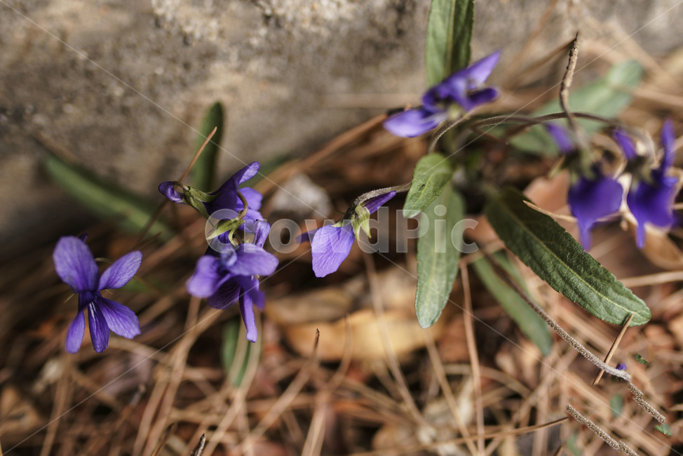 chick flower,angiosperms,dicotyledonous plant,humility,plant,longevity flower,violet,Violet order,barbarian flower,Ssireum Flower